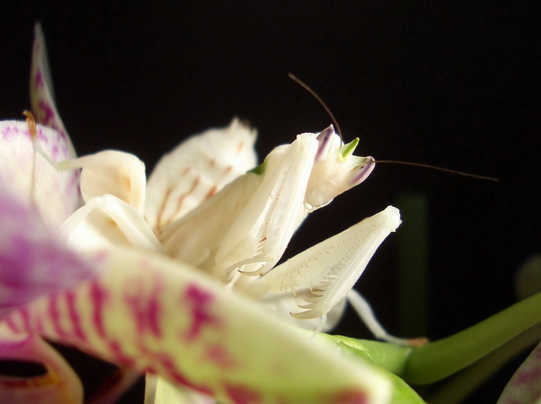 Loài hoa khát máu kỳ lạ ở Việt Nam thực chất chính là con bọ ngựa phong lan bởi màu sắc và hình dạng cơ thể rất giống với một đóa phong lan