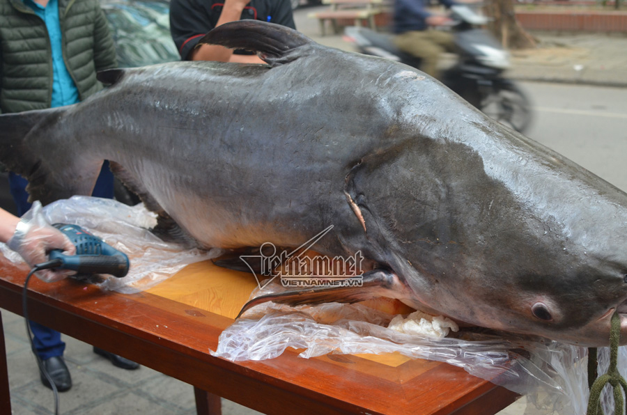 ca-tra-dau-nang-120kg-gia-hon-100-trieu-dong-dai-gia-ha-thanh-se-thit-dai-khach-ngay-tet ca-tra-dau-nang-120kg-gia-hon-100-trieu-dong-dai-gia-ha-thanh-se-thit-dai-khach-ngay-tet