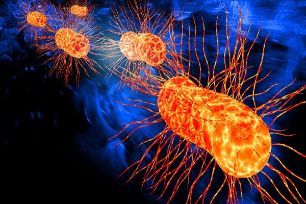 Hơn 20 người nhiễm khuẩn E.coli từ rau mầm cỏ ba lá đỏ