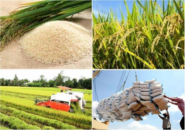 Thúc đẩy sản xuất theo chuỗi giá trị, bảo đảm chất lượng gạo xuất khẩu - ảnh 1