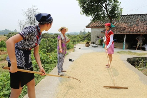 Các cô gái đang làm việc theo sự hướng dẫn của người nông dân.
