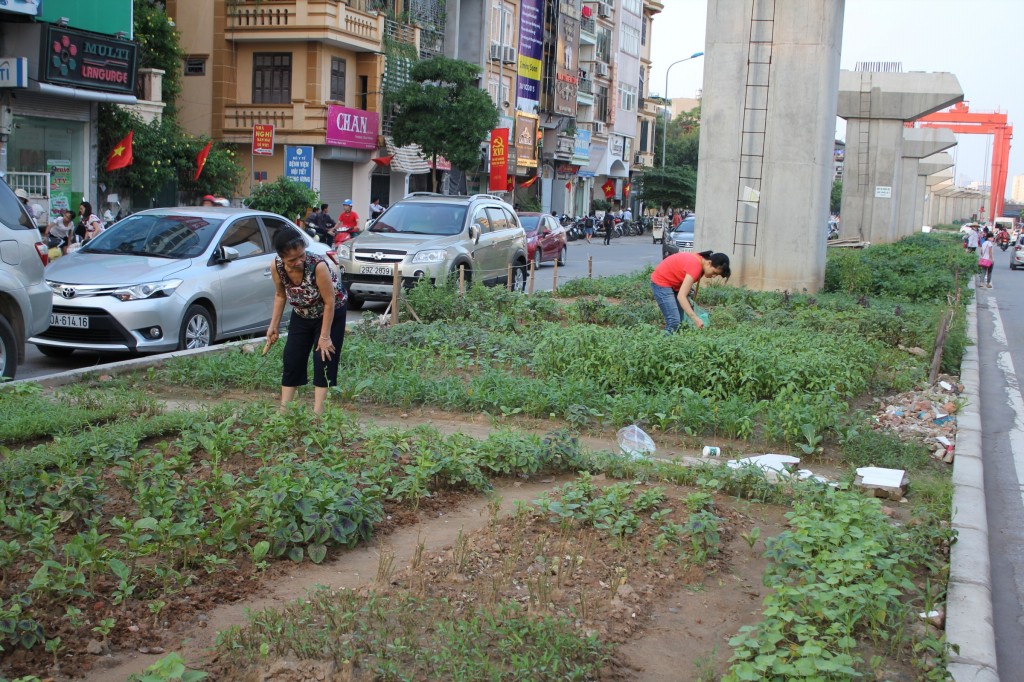 Rất nhiều hộ dân ở hai bên đường đều tận dụng khoảng đất trống để trồng rau
