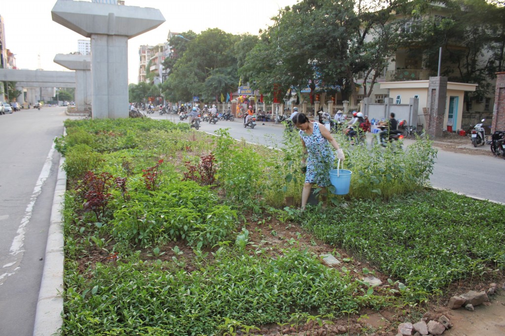 Những luống rau sạch ngay giữa những đường phố Hà Nội