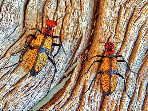 Vườn Quốc gia Saguaro ở Bang Arizona có những con bọ cánh cứng, sặc sỡ màu sắc và vô cùng dễ thương