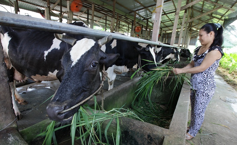 Hộ chăn nuôi bò sữa tại huyện Củ Chi, TP.Hồ Chí Minh
