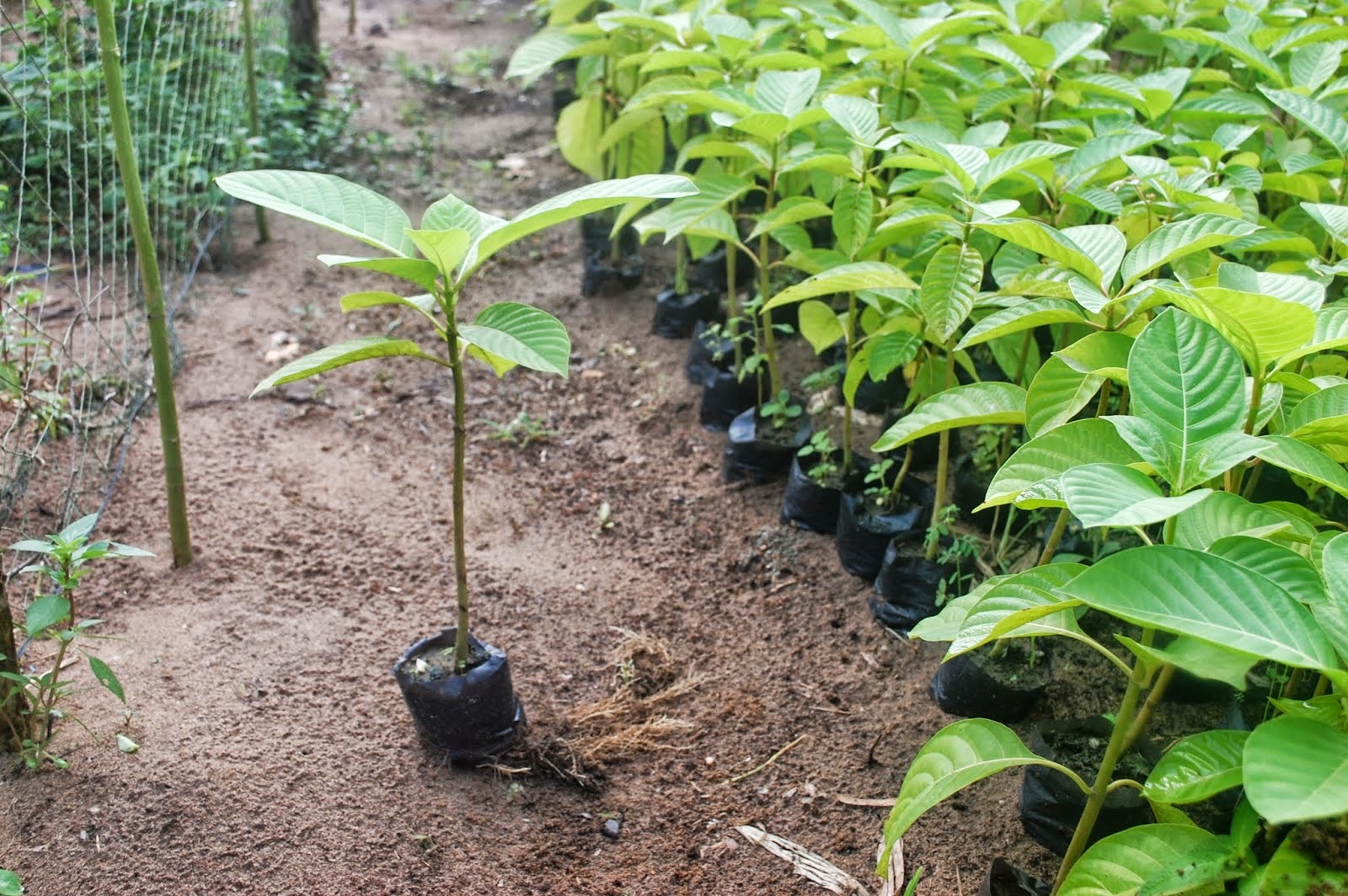 Giống cây trồng mới là một dạng tài sản trí tuệ được bảo hộ theo Luật Sở hữu trí tuệ Việt Nam