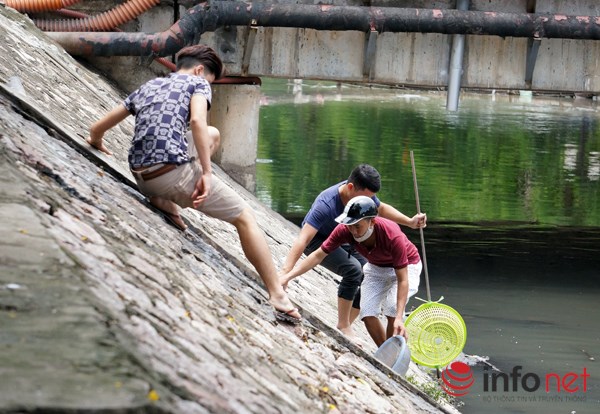 Sáng nay (25/6), người dân đã rất bất ngờ khi thấy cá xuất hiện nhiều trên sông Kim Ngưu (đoạn qua cầu Lạc Trung, quận Hai Bà Trưng, Hà Nội).