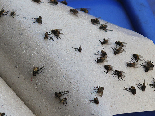 Bẫy ruồi diệt ruồi để đảm bảo vệ sinh nhà cửa, môi trường