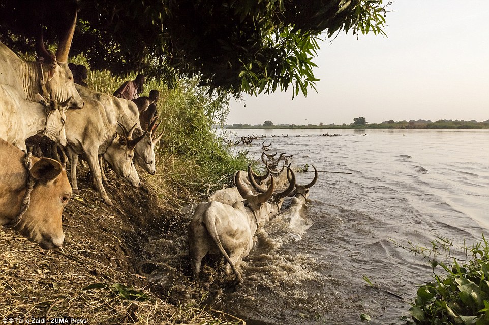 Đàn bò thường được thả để chúng vượt qua con sông Nile ( Ai Cập) tự tìm thức ăn.