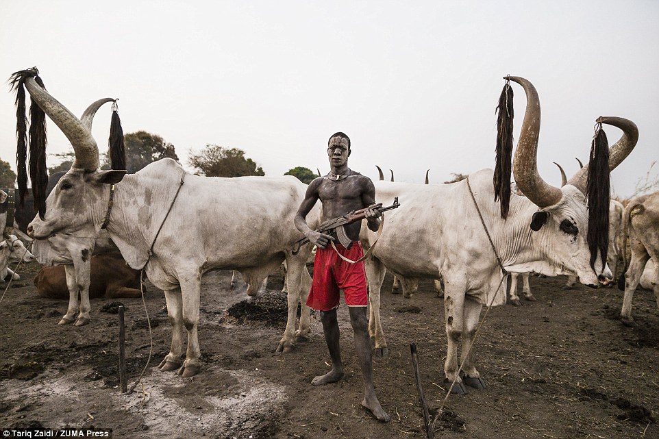 Đàn bò là tài sản vô cùng quý giá của bộ tộc Mundari, họ thường xuyên thay phiên nhau bảo vệ chúng. “ Đàn bò là quan trọng nhất đối với bô tộc và họ sẽ bảo vệ đàn bò bằng mọi giá”.