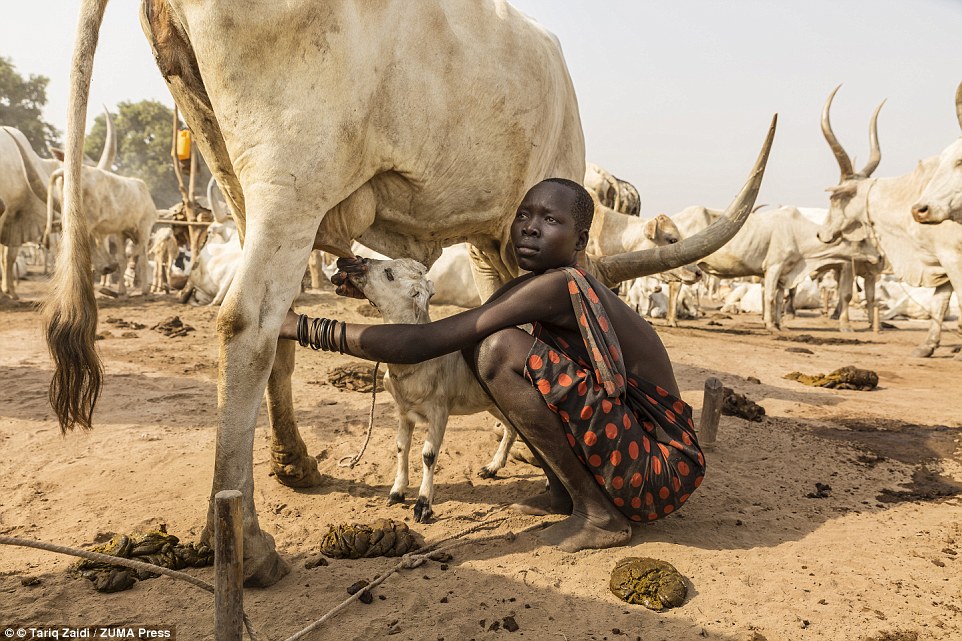 Công việc chủ yếu của những người phụ nữ thuộc bộ tộc Mundari là vắt sữa bò và chăm sóc những con bò con mỗi ngày.