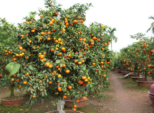 Chậu cam canh này được chủ vườn phát giá 10 triệu đồng. Ảnh: Mộc Miên