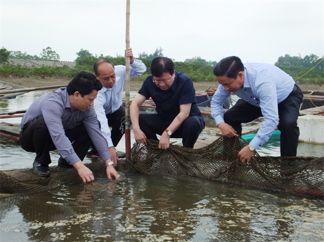 Phó thủ tướng và lãnh đạo tỉnh Hà Tĩnh kiểm tra lứa cá vừa được thả cách đây 10 ngày ở xã Kỳ Hà, thị xã Kỳ Anh