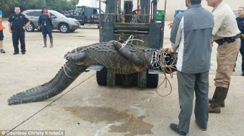 Con cá sấu khổng lồ này đã bất ngờ xuất hiện tại trung tâm mua sắm, Texas, Mỹ