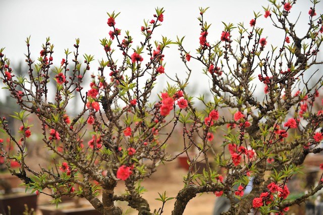 Một trong những loại cây cảnh được xem là tinh hoa ngũ hành chính là cây hoa đào 