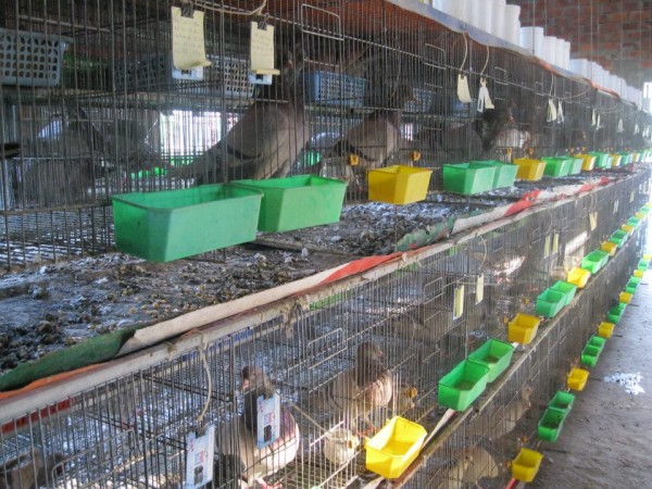 Thức ăn là một yếu tố vô cùng quan trọng trong việc chăn nuôi bồ câu Pháp cho chất lượng cao