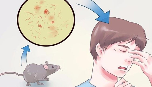 Thức ăn bị chuột gặm có thể truyền nhiễm bệnh nguy hiểm khiến con người tử vong - ảnh 3