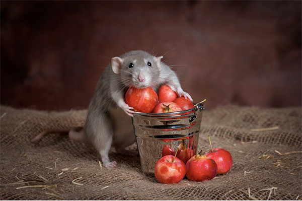 Thức ăn bị chuột gặm có thể truyền nhiễm bệnh nguy hiểm khiến con người tử vong - ảnh 1
