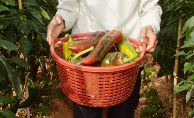 Hiện vườn ớt sừng bò nhà anh Định đã cho thu hoạch được một tháng với sản lượng khoảng 700kg. Ảnh: CAND