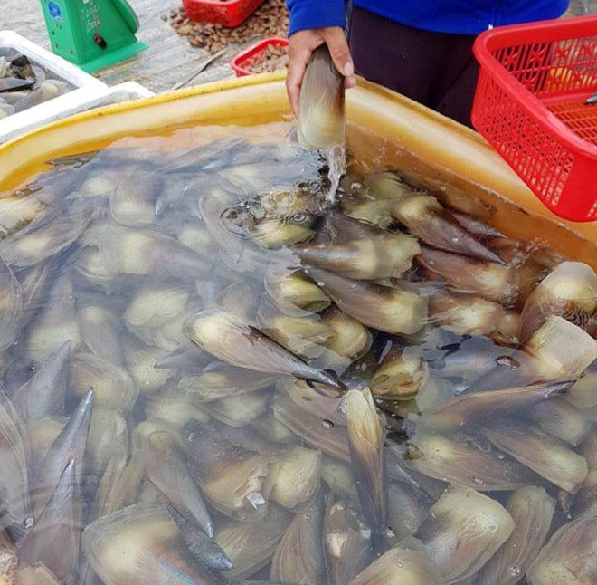ha-tinh-kiem-tien-trieu-moi-ngay-nho-trung-so-mai ha-tinh-kiem-tien-trieu-moi-ngay-nho-trung-so-mai