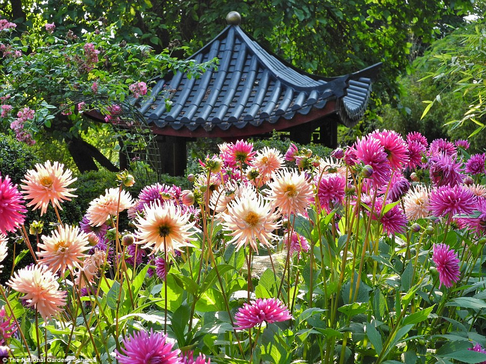 Các chủ vườn trên cả nước đang mở ra những khu vườn riêng của họ dành cho khách tham quan như một phần của Đề án Vườn Quốc gia. Trong hình là khu vườn Beggars Knoll Chinese Garden ở Wiltshire.