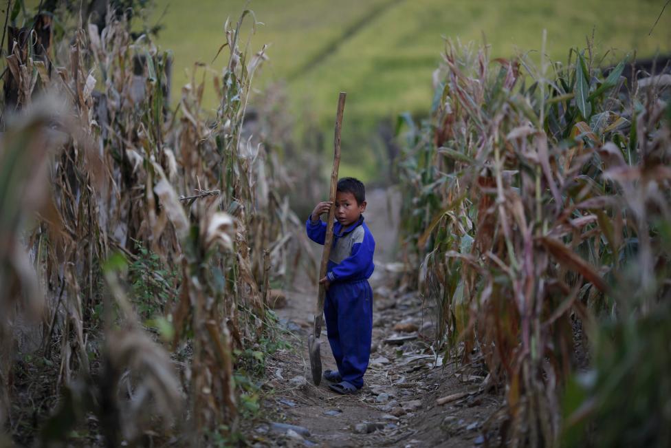 Một bé trai đang tựa đầu vào cái xẻng lớn tại một ruộng ngô trong nông trại Soksa-Ri thuộc tỉnh Hwanghae.