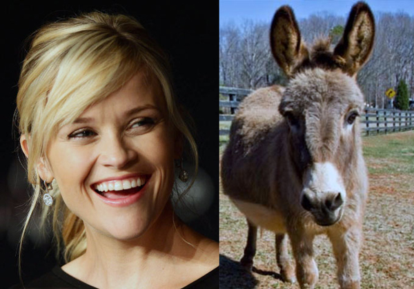 Nữ diễn viên hạng A Reese Witherspoon tỏ ra là người yêu động vật khi sở hữu 2 chú lừa - Honky và Tonky, 2 chú lợn, 3 chú dê, 20 con gà, 3 chú chó cùng rất nhiều thú cưng khác. 