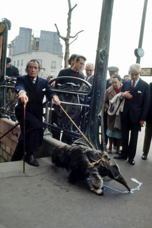 Nghệ sĩ Salvador Dalo nuôi hai chú thú ăn kiến và thường xuyên dắt chúng đi dạo trên đường phố Paris.