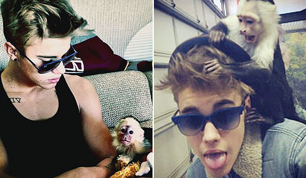 'Hoàng tử nhạc pop' Justin Bieber nuôi một chú khủ capuchin tên Mally. Năm 2013, Mally bị hải quan Đức thu giữ vì Bieber không có đầy đủ giấy tờ thích hợp cho động vật.