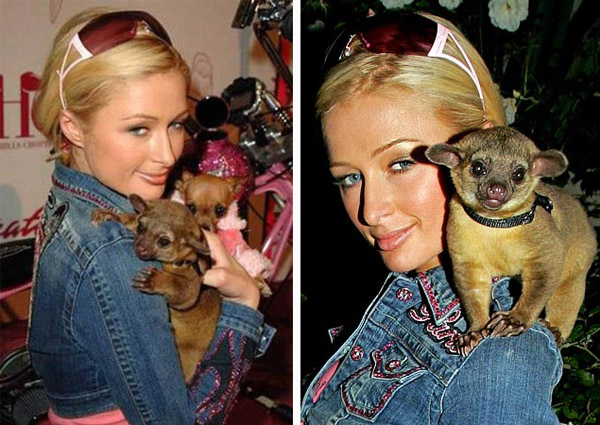 Nổi tiếng là một tiểu thư 'chơi ngông', Paris Hilton từng sở hữu một chú gấu trúc lông vàng con.