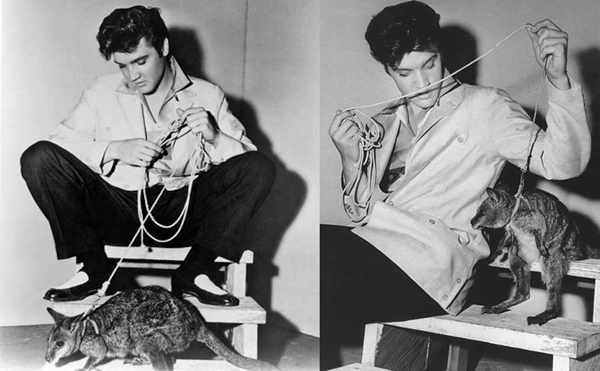 Elvis Presley - ông vua nhạc Rock and Roll từng được một người bạn thân ở Hollywood gửi tặng một chú Kangaroo