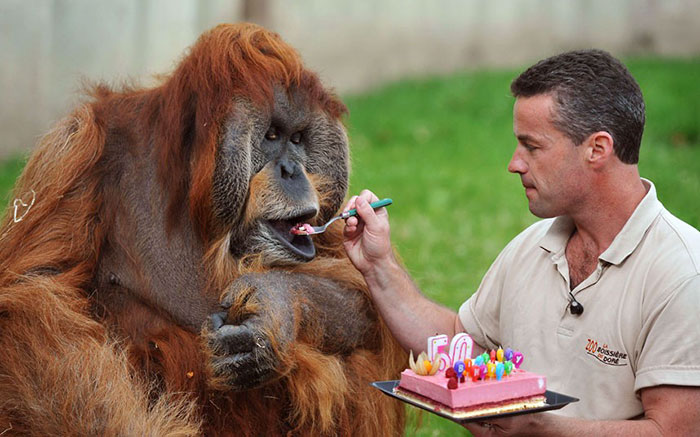 Hình ảnh người đàn ông một tay cầm bánh kem một tay đút cho chú đười ươi ăn nhân ngày sinh nhật lần thứ 50 của chú
