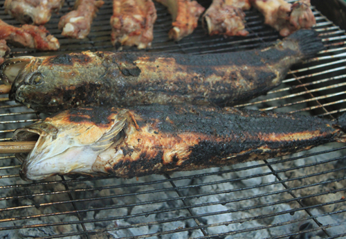 Cá tràu hay còn gọi là cá lóc là một món ăn quen thuộc từ Bắc vào Nam ở nước ta. Riêng ở Khánh Hòa, nói đến cá tràu là phải nhắc đến làng Võ Cạnh (một ngôi là nhỏ thuộc phường Vĩnh Trung, thành phố Nha Trang), theo nhiều người thì cá tràu ở đây mập, thịt thơm ngọt và không có mùi tanh như cá ở những nơi khác.