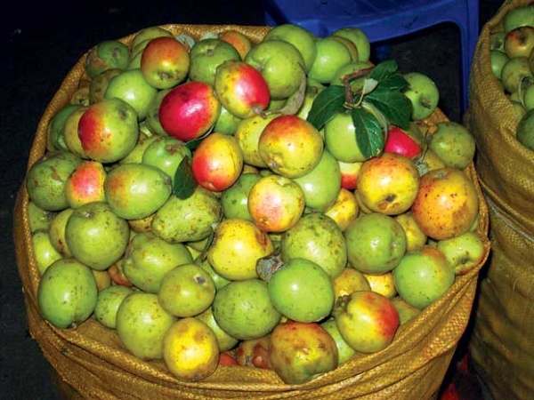 Yên Bái là vùng đất nổi tiếng với rất nhiều loại rượu ngon, đặc trưng của núi rừng. Đây là một loại rượu được ngâm ủ từ loại táo rừng, có màu nâu sóng sánh và vị ngọt thơm đặc trưng. Đến Yên Bái, du khách không những bị hấp dẫn bởi dư vị sơn hào phong phú và độc đáo của vùng đất sương mù này mà còn “say” trong men rượu nồng ấm của táo mèo. Đây là loại rượu dân dã nhưng cũng rất độc đáo. Qủa táo mèo được kết từ hương của rừng, ngấm đẫm gió ngàn, hấp thụ khí đất, khí trời và nắng gió vùng cao nên nó có đủ vị chua ngọt và chát đắng. Táo mèo được ngâm ủ rất kỹ rồi cất thứ tinh chất ấy để chế ra rượu. Ban đầu, uống rượu táo mèo, ta tưởng như uống một loại nước giải khát có ga, thế nhưng càng uống càng ngất ngây. Yên Bái là vùng đất nổi tiếng với rất nhiều loại rượu ngon, đặc trưng của núi rừng. Đây là một loại rượu được ngâm ủ từ loại táo rừng, có màu nâu sóng sánh và vị ngọt thơm đặc trưng. Đến Yên Bái, du khách không những bị hấp dẫn bởi dư vị sơn hào phong phú và độc đáo của vùng đất sương mù này mà còn “say” trong men rượu nồng ấm của táo mèo. Đây là loại rượu dân dã nhưng cũng rất độc đáo. Qủa táo mèo được kết từ hương của rừng, ngấm đẫm gió ngàn, hấp thụ khí đất, khí trời và nắng gió vùng cao nên nó có đủ vị chua ngọt và chát đắng. Táo mèo được ngâm ủ rất kỹ rồi cất thứ tinh chất ấy để chế ra rượu. Ban đầu, uống rượu táo mèo, ta tưởng như uống một loại nước giải khát có ga, thế nhưng càng uống càng ngất ngây.