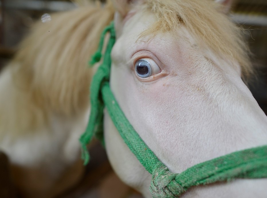 Một đặc điểm rất quan trọng để nhận biết ngựa bạch là đôi mắt đặc biệt. Mắt ngựa bạch phải có màu trắng, con ngươi phải đỏ rực lên khi gặp ảnh đèn khi trời tối, ông Bách trao đổi thêm kinh nghiệm. Ảnh: Zing.vn