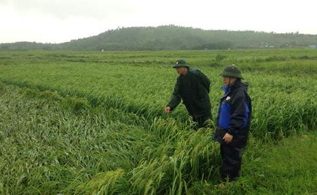 Đồng chí Nguyễn Thị Huân, Bí thư huyện ủy Đông Triều kiểm tra diện tích lúa mùa bị đổ.