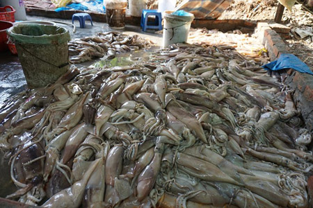 Xưởng sơ chế cá mực bị cảnh sát kiểm tra nằm ven sông Hồng thuộc ngõ 76 An Dương, Yên Phụ, Tây Hồ, Hà Nội.