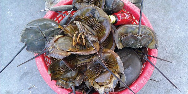 Nhiều người ngộ độc do ăn nhầm sam biển