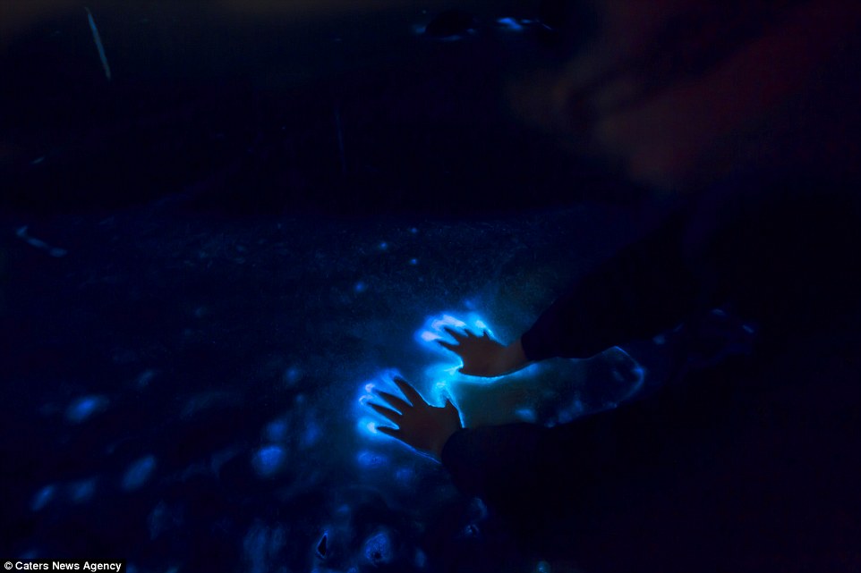 Hiện tượng biển phát sáng là do sinh vật phù du có khả năng phát sáng tạo ra