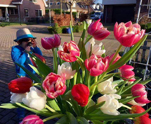Về nhiệt độ thì tulip là cây chịu rét khá, chịu nóng kém, ưa khí hậu mát ẩm. Nhiệt độ thích hợp ban ngày là 16-20 độ C, ban đêm là 10-15 độ C. Dưới 10 độ C và trên 25 độ C, cây sẽ sinh trưởng kém, hoa dễ bị mù.