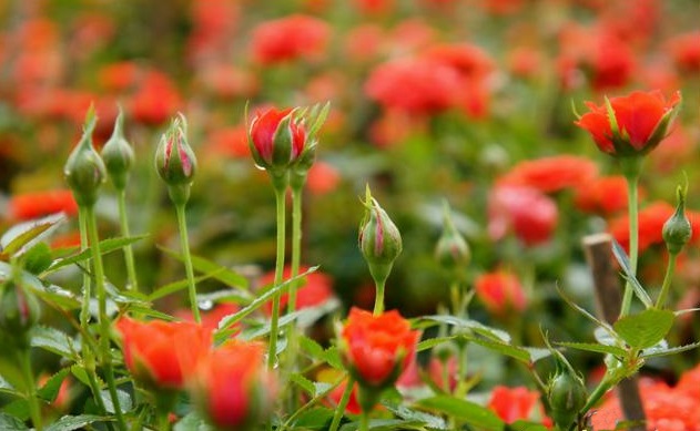Hoa hồng tỉ muội tuy nhỏ nhưng sẽ vô cùng rực rỡ nếu người trồng nắm vững kỹ thuật trồng hoa