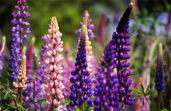 Đậu Lupin thường được trồng làm cảnh vì hoa đẹp, nhiều màu
