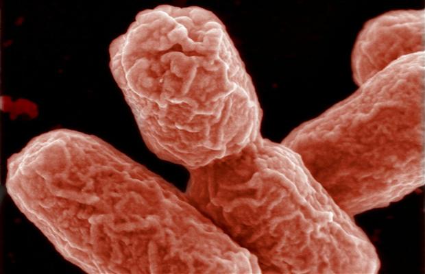 Vi khuẩn E. coli trong giá đỗ gây hại cho người tiêu dùng