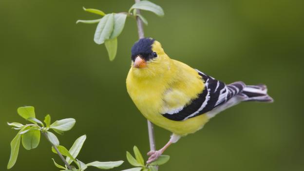 Những con chim kim oanh đực ở Mỹ sở hữu bộ lông vàng rực rõ vào mùa xuân và mùa hè. Vào mùa đông, loài chim nhỏ nhắn này lại có màu lông nâu và nhạt màu hơn rất nhiều