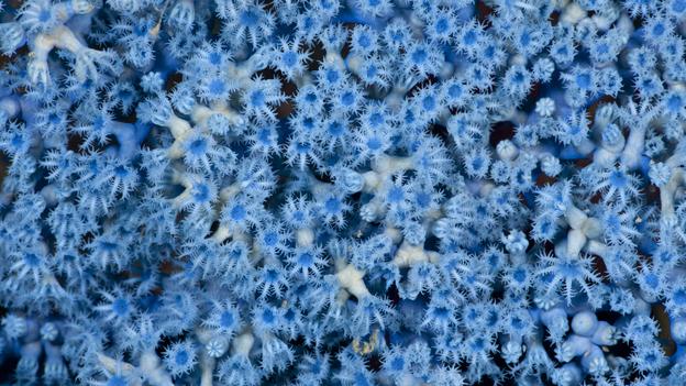 Màu xanh có tác động tuyệt vời trong thế giới tự nhiên bởi được tạo ra từ hiện tượng nhiễu xạ ánh sáng thay vì từ các sắc tố. Trong ảnh là màu xanh kỳ diệu của loài san hô mềm trong lòng đại dương