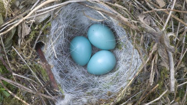 Những quả trứng chim màu xanh biếc này được mệnh danh là viên ngọc tự nhiên