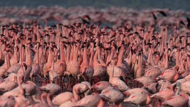 Hàng ngàn con chim hồng hạc tạo nên cảnh tượng thiên nhiên ngoạn mục ở vườn quốc gia Hồ Nakruru, Kenya
