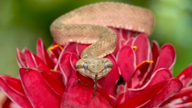 Rắn Eyelash (rắn lông mi) có tên gọi này do sở hữu những chiếc vảy màu hồng, xanh lá hoặc vàng tùy thuộc vào môi trường sinh sống. Đây là loài rắn được mệnh danh 'sắc màu chết chóc' 