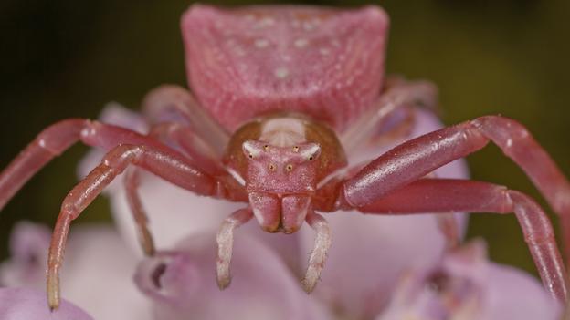 Loài nhện cua Ome có khả năng thay đổi màu sắc cơ thể để phù hợp với nơi ẩn náu khi săn mồi