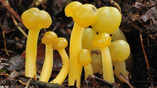 Jellybaby fungi là loài nấm nhỏ có màu vàng chanh, vàng hoặc da cam, sinh sống ở khu vực châu Âu và Bắc Mỹ